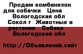 Продам комбинезон для собачки › Цена ­ 500 - Вологодская обл., Сокол г. Животные и растения » Собаки   . Вологодская обл.